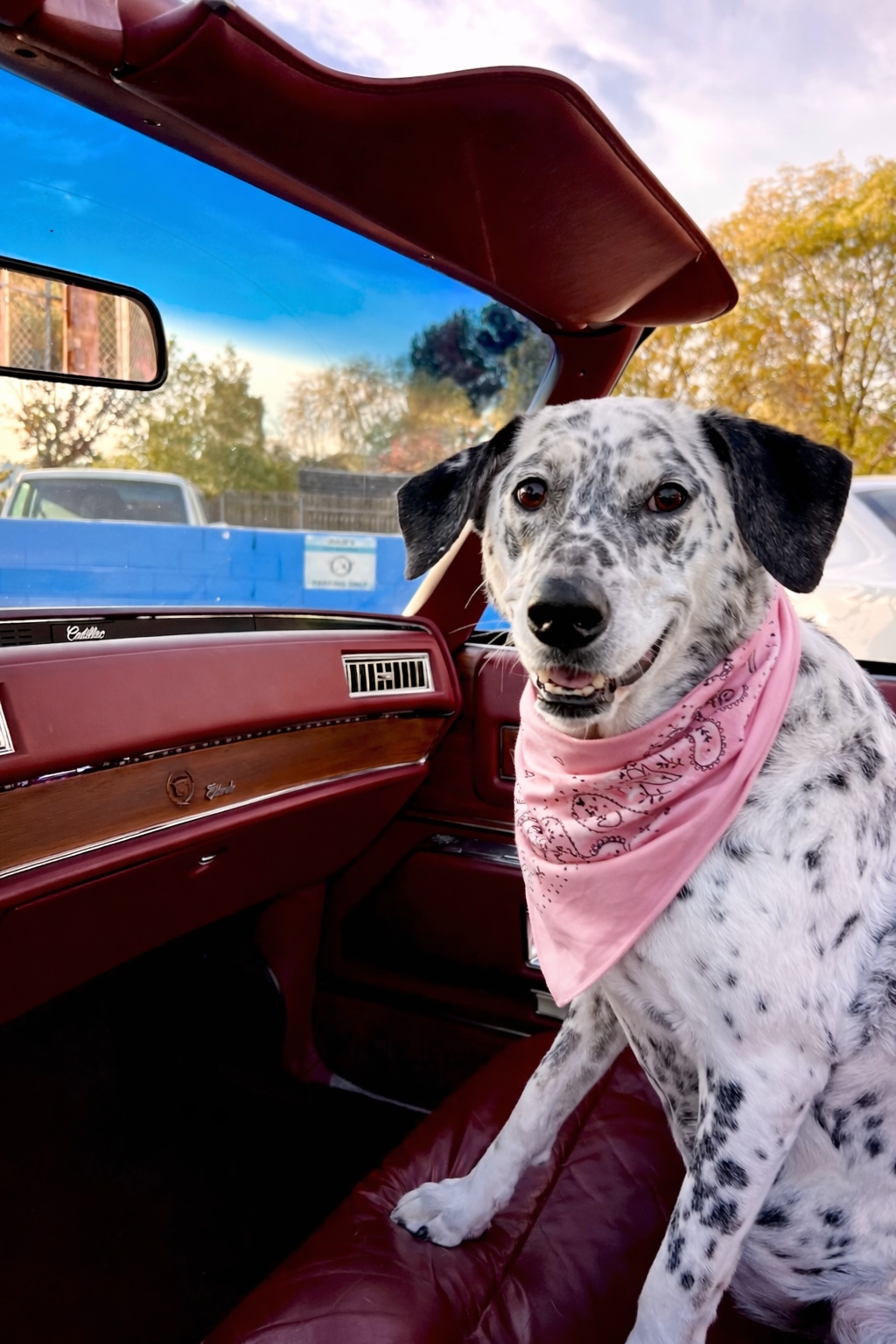 Frankie, the LaundryMax mascot